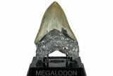 Serrated, Fossil Megalodon Tooth - North Carolina #309491-2